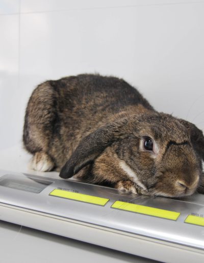 Medicina interna en animales exóticos