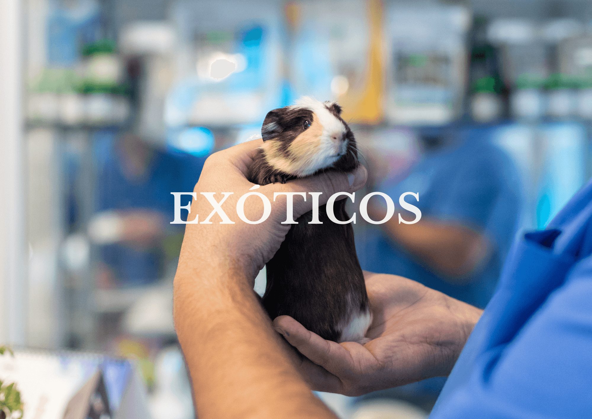 Exóticos Exóticos