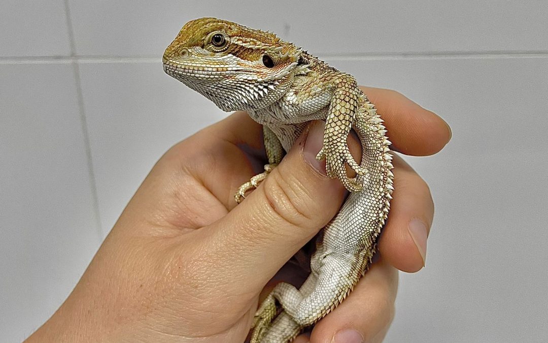 Mi pogona es macho o hembra?