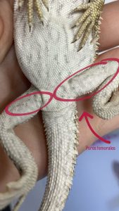 Mi pogona es macho o hembra