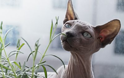 Estrés en gatos