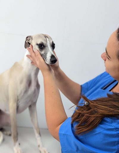 Medicina interna en pequeños animales