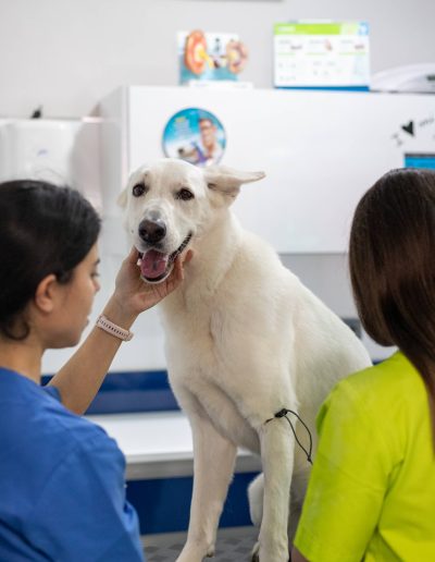 Medicina interna de pequeños animales