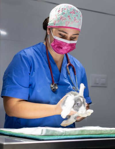 Cirugía de Exóticos