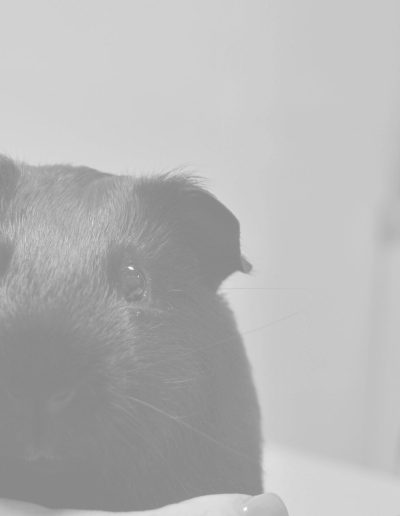 Medicina y cirugía en animales exóticos