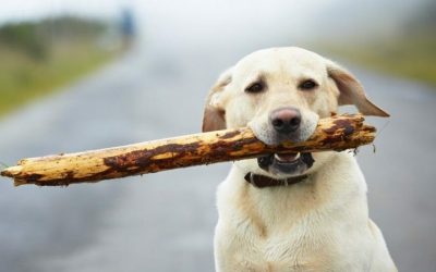 Mi perro se ha comido algo, ahora qué hago?