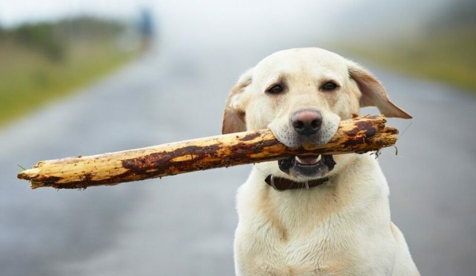 mi perro se ha comido algo