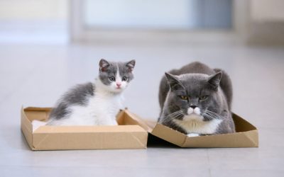 Gato nuevo en casa